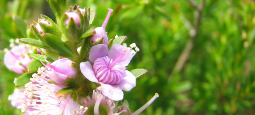 Native coastal flower, Leeuwin National Park, Western Australia.