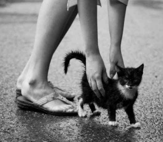 Cat In The Rain Short Story Cat in the Rain by Ernest Hemingway summary - Ernest Hemingway Cat in