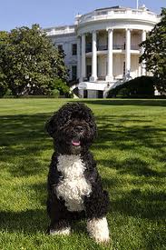 Bo - the presidential dog