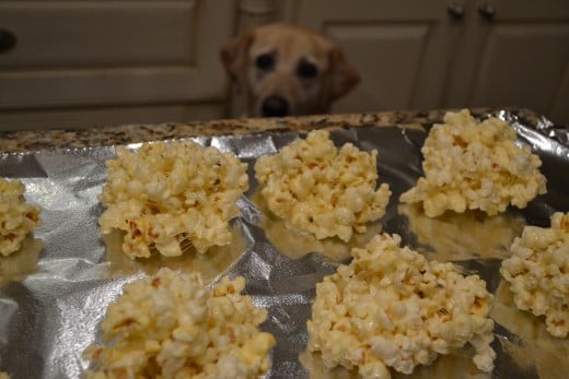 Charlie the Labrador Retriever looks longingly at popcorn balls that have been set out to cool.