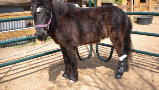 Midnite the miniature horse wearing his equine prosthetic leg.