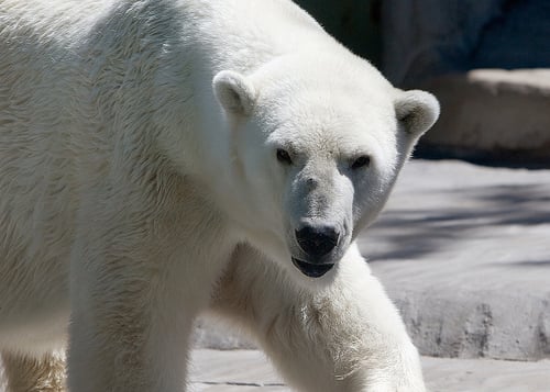 you can adopt a polar bear this Christmas