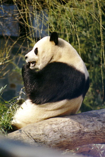 Google Panda Changed The Way SEO Works. 