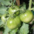 Heirloom Tomatoes Heirloom Tomatoes