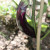 Japanese Eggplant Japanese Eggplant