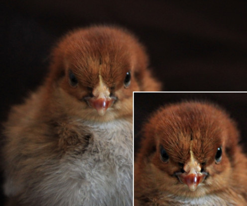 A little sharpening can offer your photos more details. A little sharpening can offer your photos more details.