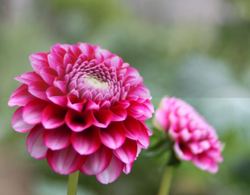 The top half of the photo lacked contrast. Increasing it on Gimp can make the photo more colorful. The top half of the photo lacked contrast. Increasing it on Gimp can make the photo more colorful.