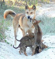 The Australian dingo - a complete reversal of the domestication process 