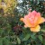 Orange Rose in Municipal Rose Garden in San Jose CA Orange Rose in Municipal Rose Garden in San Jose CA