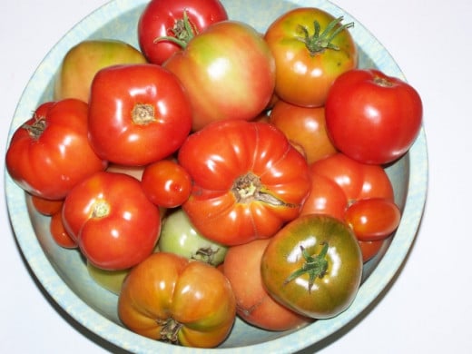 Beautiful Tomatoes