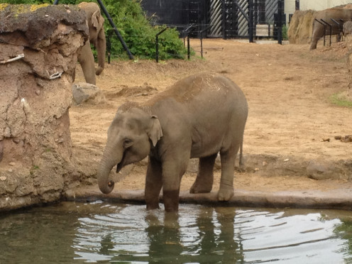One of the elephants in Dublin Zoo.