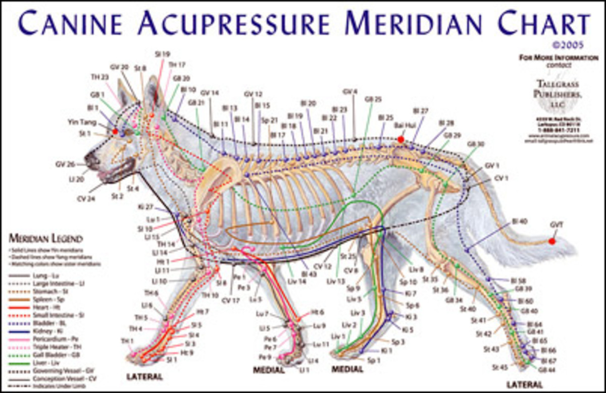 Canine Trigger Point Chart