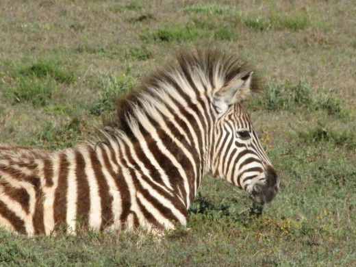 Young Zebra in Mountain Zebra National Park