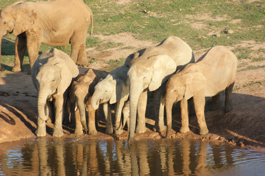 Elephant family at water hole