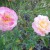 Two Light Pink Roses in Municipal Rose Garden in San Jose CA Two Light Pink Roses in Municipal Rose Garden in San Jose CA