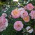Pink Roses in Municipal Rose Garden in San Jose CA Pink Roses in Municipal Rose Garden in San Jose CA