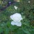 A White Rose in Municipal Rose Garden in San Jose CA A White Rose in Municipal Rose Garden in San Jose CA