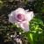 A Pink and White Rose in Municipal Rose Garden in San Jose CA A Pink and White Rose in Municipal Rose Garden in San Jose CA