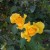 Yellow Roses in Municipal Rose Garden in San Jose CA Yellow Roses in Municipal Rose Garden in San Jose CA