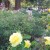A Woman Taking Pictures at Municipal Rose Garden in San Jose CA A Woman Taking Pictures at Municipal Rose Garden in San Jose CA