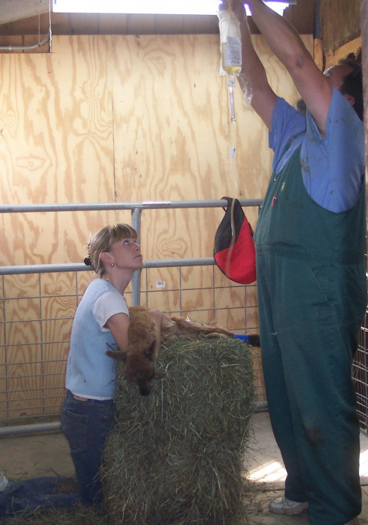 In the Alpaca Medical Room doing a procedure with the Vet.