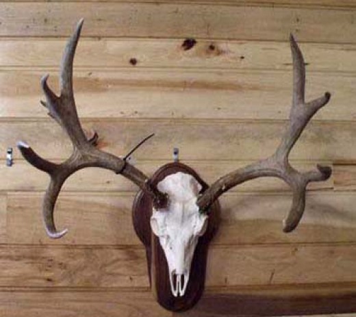 Different Types of Taxidermy Plaques for Mounts | hubpages