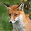 The Fox Project profile image