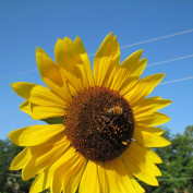 Rebecca Wendt profile image