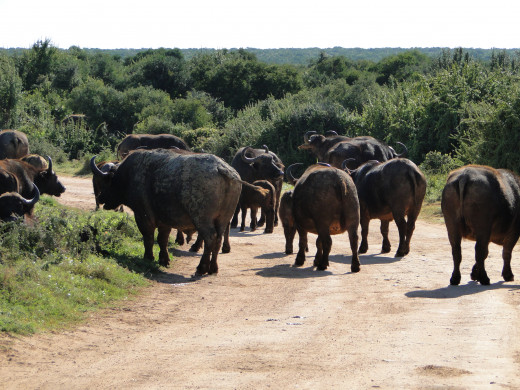 Buffalo on road in early morning-Addo