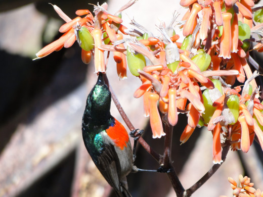 Sunbird feeding on stand of Aloes in Addo Main Camp