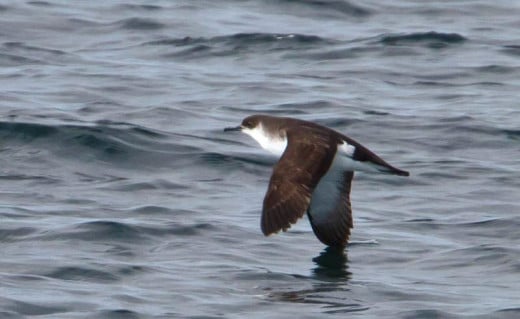 The flight of a Manx shearwater alternates between gliding and rapid flapping, both with stiff wings.