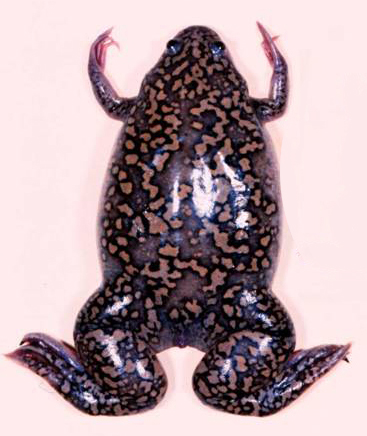 Xenopus laevis, the Typhoid Mary of chytrid?