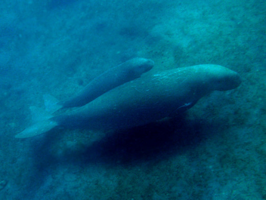 Dugongs: mother and calf.
