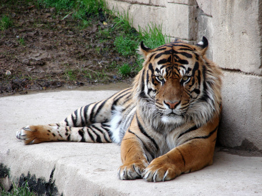 Tiger laying down at the Memphis Zoo