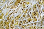 Fresh beansprouts