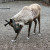 Reindeer Reindeer