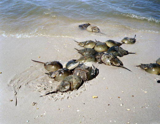 Horseshoe crabs in the beach sand