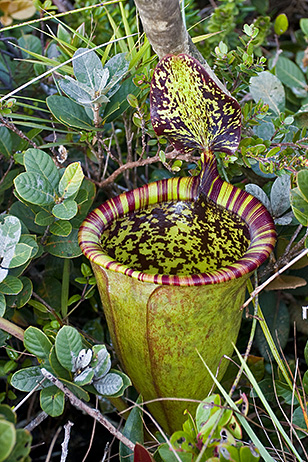 Nepenthes attenboroughii, one of the recent species discovered and named after the celebrated broadcaster and naturalist Sir David Attenborough. Its pitchers can have more than 1.5 litres in volume.