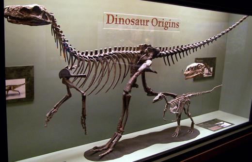 The skeletons of Herrasaurus (left) and Eoraptor (right) two examples of the earliest dinosaurs.