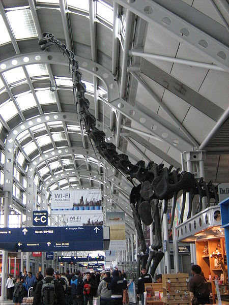 This mounted skeleton of a brachiosaurus in Chicago O'Hare Airport, gives you an idea of just how big the largest dinosaurs were.   