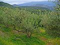 Olive Tree