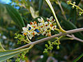 Olive Flower