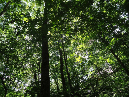iew looking up at trees on a summer's day. The Loantaka Brook Reservation in Morris County, New Jersey, has 570 acres of nature trails for biking, jogging, horseback riding, picnics, athletic fields
