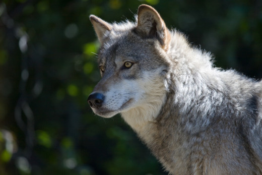 Wolf