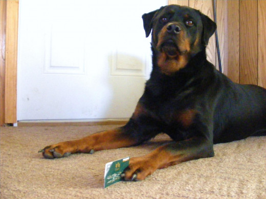 My male Rottweiler got a hold of my credit card!