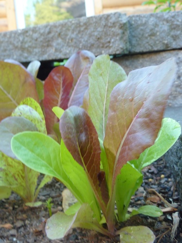 Red and green baby Romaine lettuce is mild and tender.