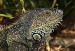 Gwana, my Big Green Iguana