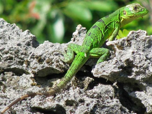 Young Green Iguana