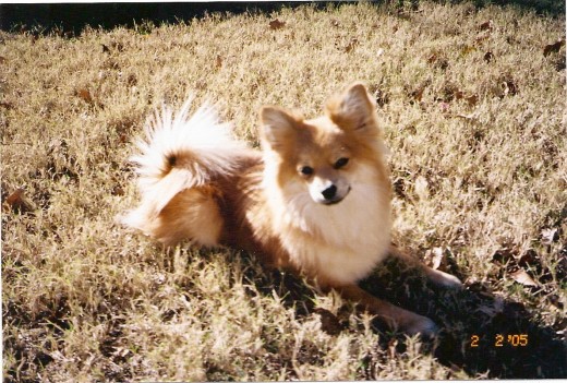 Shadow, my sweet dog.