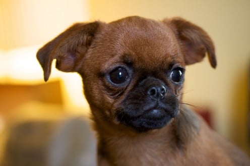Short-haired Brussels Griffon